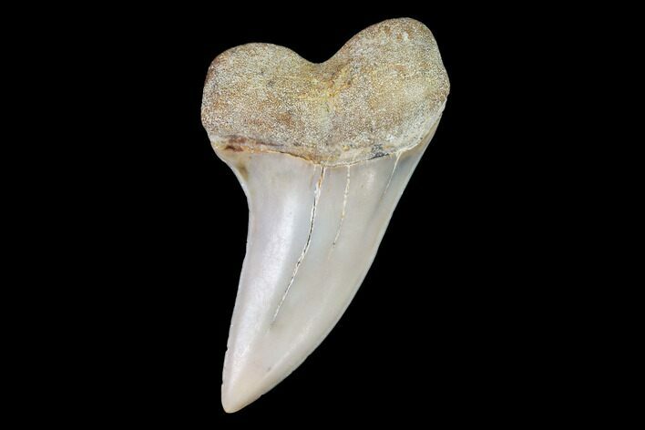 Mako Shark Tooth Fossil - Sharktooth Hill, CA #94689